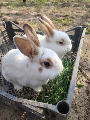 karlik dovşanlar: Ağ tüklü, qəhvəyi ləkəli dovşan - Yumşaq, sıx örtüklü ağ yun — 4