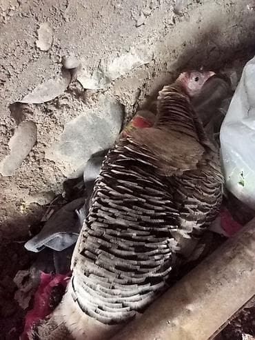 quş bazarı: Kürt düşmüş hinduska — 1