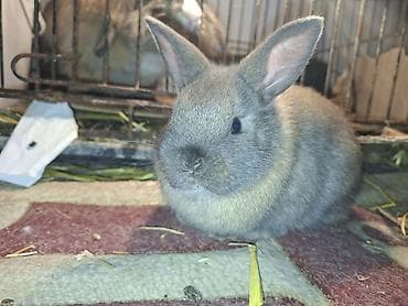 Другие с/х животные: Holland lop cinsi Ev dovşanları – tüklü miniatür bala dovşanlar şəkil — 2