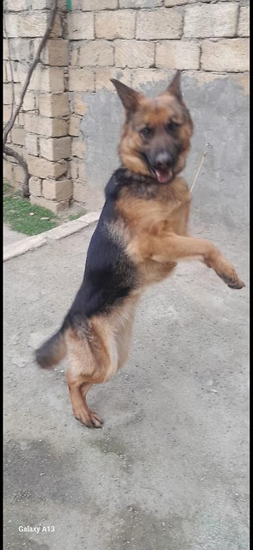 coban it: Alman çoban iti, 1 il, Dişi, Peyvəndli, Ünvandan götürmə — 1