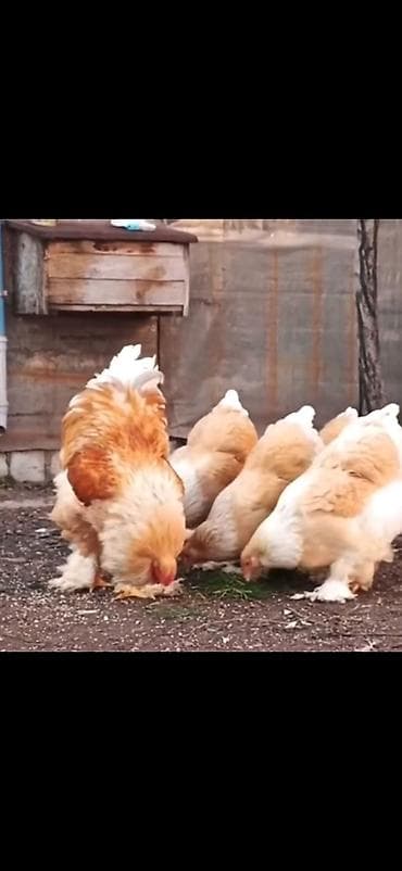 brama: Məhsul: Brahma cins toyuqlar (xoruz və toyuqlar dəsti) Təsvir: - İri — 1