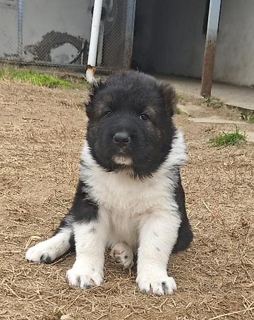 it yuvası satilir: Qafqaz çoban iti — 4