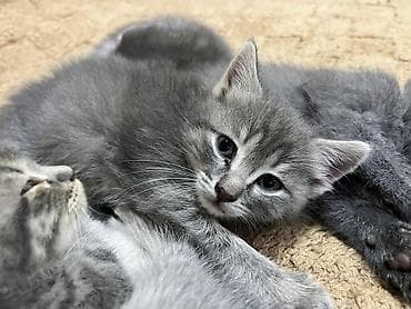 pişik balası: Şotland yastı qulaq — 4