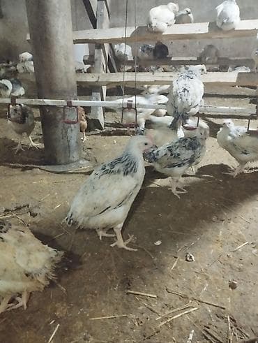 Quş əti: Toyuq cücələri, Ətlik — 1