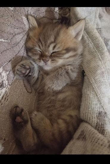 şotlan: Şotland, Erkək, Yaxşı əllərə, Ünvandan götürmə — 9