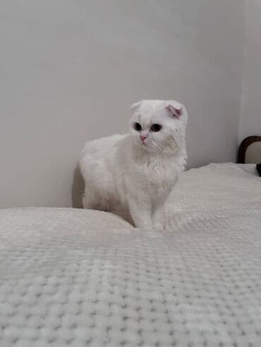 pişik geyimləri: Şotland yastı qulaq, Dişi — 2