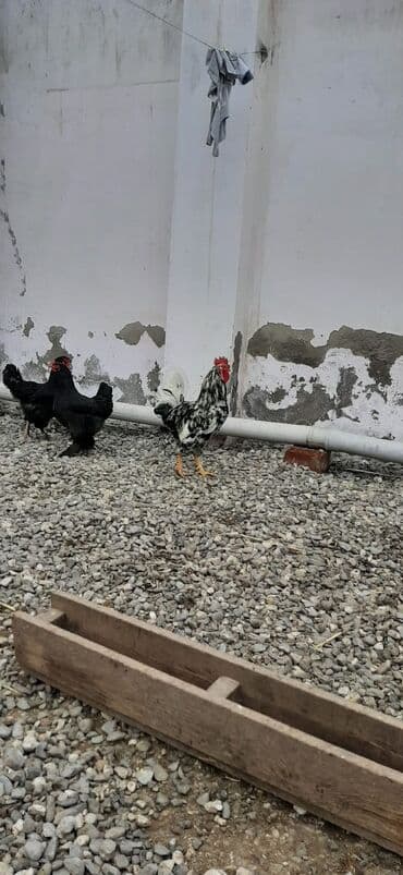 korella quş: Bu toyuqların yumurtaları sifarişlə yığılıb satılır öz həyətimdədi — 9