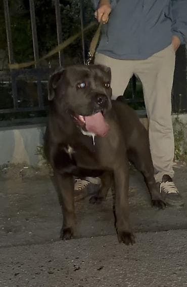 kucə iti: Kane-Korso, 1 il, Dişi — 2