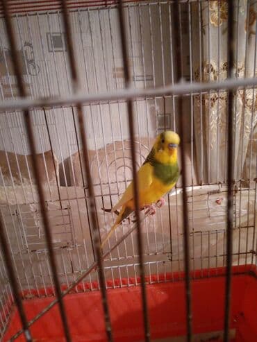 Təcili erkek papukay satilir lalafo.az -da Təcili erkek papukay satilir