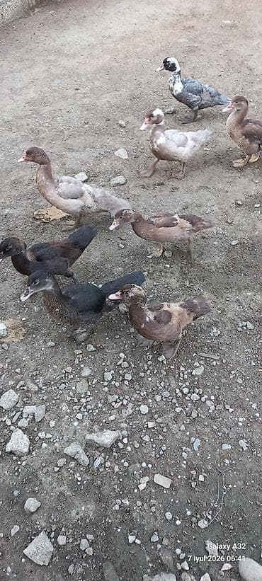 hinduska satisi: 50 gunluk tam sağlam Krasnadar lal ördəklər.Unvan Lənkəran.Bakıya — 7