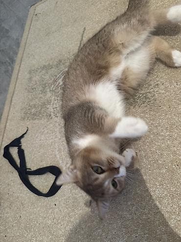 Digər heyvanlar: Britan — 9