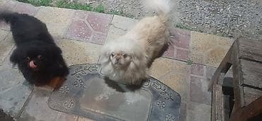 Pekines, 1 ay, Erkek — 5