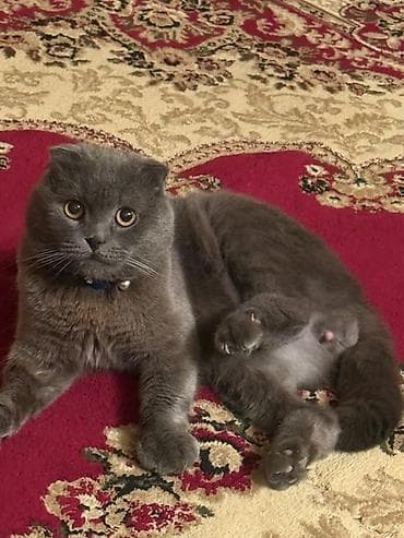 Şotland, Erkək, Cütləşmə üçün lalafo.az -da Şotland, Erkək, Cütləşmə üçün