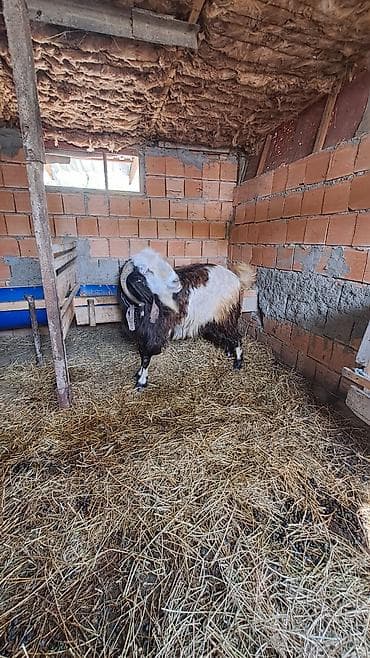 Qoca keçi – erkək - Cins: yerli dağ keçisi tipli, uzun tüklü - Rəng