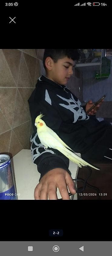 qus: Nymph parakit (cockatiel) – ələyatımlı, evdə böyüdülmüş, sarı/limon — 2