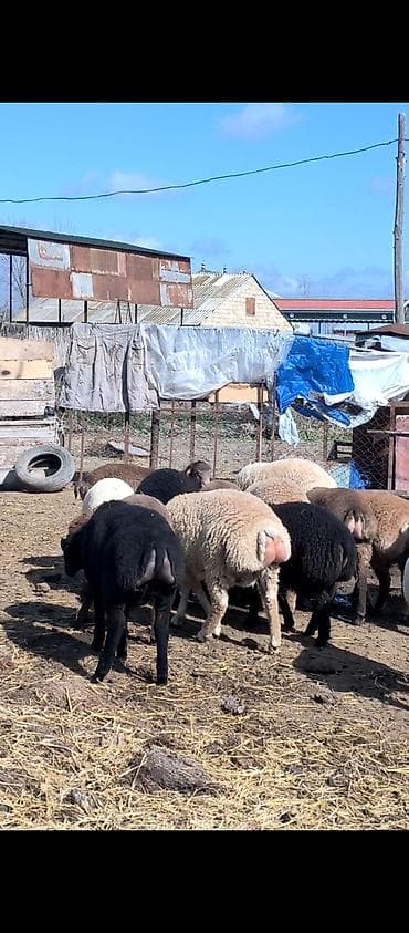 kənd təsərrüfatı heyvanları: Salam 15 baş əmlik quzudur superde kokduler, 5 ədədi tisdir 10 ədədi — 3