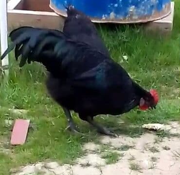 zümrüd ördək: Tek 100 ayam zemani cut 200m .qap — 23