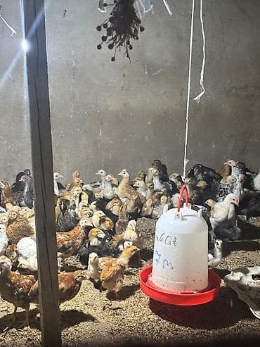 dişi pitbul: Toyuq cücələri, Damazlıq, Ünvandan götürmə, Ödənişli çatdırılma — 2