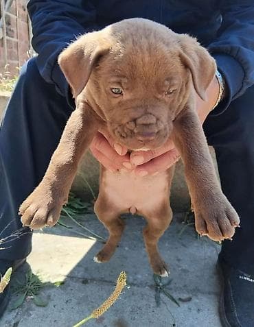pitbull itleri: Pitbul, 2 ay — 4