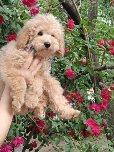 balaca it ucuz: Pudel, 7 ay, Erkek — 1