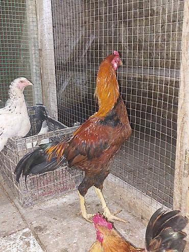 it xaltalari satisi: Heyratı xoruz 1 yaş. 60 m — 5