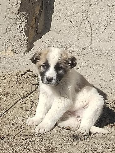 ucuz quzular: Qurdbasar, 1 ay — 2