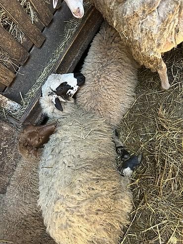 cixuaxua satilir: Qoyun sürüsü satılır - Növ: yerli qarışıq etlik və damazlıq tipli — 2