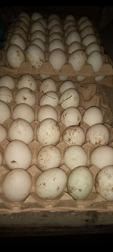 Salam.Şəkildə gördüyünüz kəkilli ördəklərin təzə,mayalı yumurtası — 5