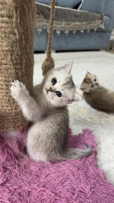 şotland pisiy: Britan, Dişi, Cütləşmə üçün, Pulsuz çatdırılma — 3