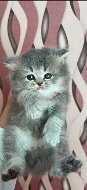 Britan, Erkək, Ünvandan götürmə, Ödənişli çatdırılma