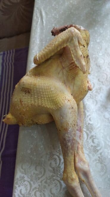 hinduşqa cucələri: Məhsul: Təmizlənmiş ev qusu (cücə) – bütöv şəkildə Təsvir: - — 1