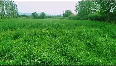 culyanda kiraye evler: Kənd təsərrüfatı — 5