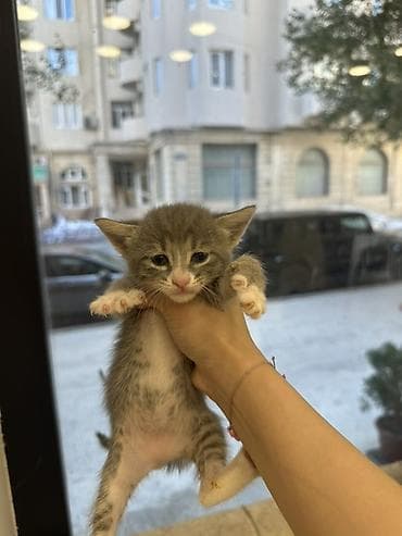 bala pisik: Bala pişiklər sahibləndirilir 4 baladı hansını istəsəz götürə — 1