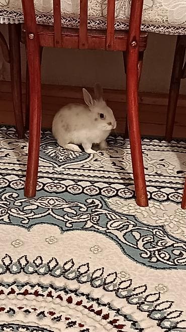 dovsan sekli: Ağ rəngli, qulaqları dik, burnu və kürəyində açıq-bej ləkələri olan — 6