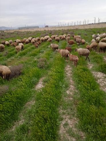 dişi buzov: Dişi, il: 1, Damazlıq, Ünvandan götürmə — 5