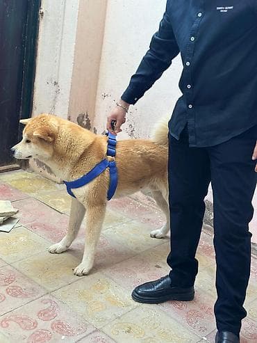 alman coban kopeği: Akita-inu, 1 il, Erkek, Ünvandan götürmə — 2