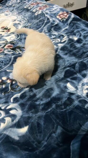 basenc itləri: Peyvəndli — 2