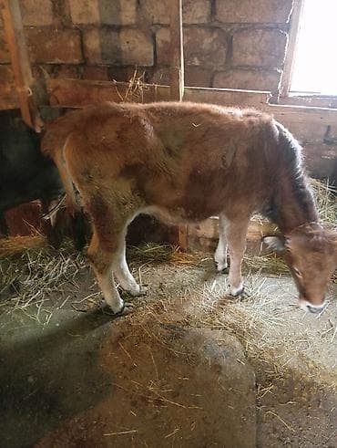 dişi pitbul: Kok disi dana icərdə baxilan danadi — 1