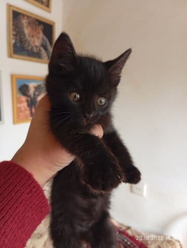 отдам кошку в хорошие руки: В добрые руки — 1