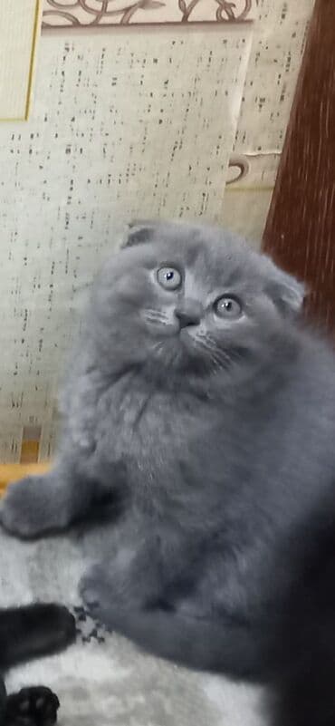 pişik cüt: Britan, Erkək, Dişi, Ünvandan götürmə — 9