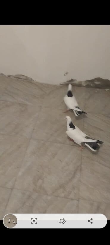 boynu gullu: Goy porka goy boynu gullu hundurdu balalardi den yeyen.100 Azn biri 20 — 3