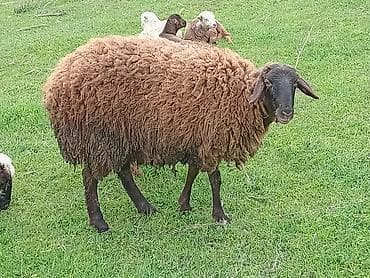 balaca quzu: Qoyun (qəhvəyi yunlu) Qala qoyunu toglu 1nci qarna bogaz - Cins tipi — 6