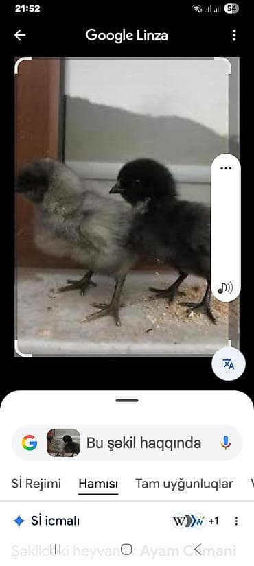 Toyuq cücələri, Damazlıq