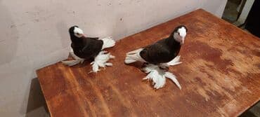 попугай ара цена: Satılır cütü 100 manat — 5