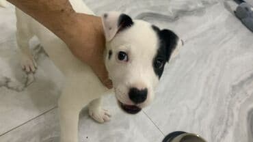 pit dermani: Pitbul, 2 ay, Erkek — 4