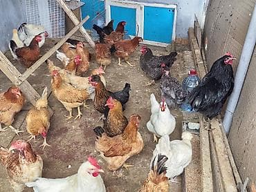 toyuq adi: Toyuq, Yumurtalıq — 3