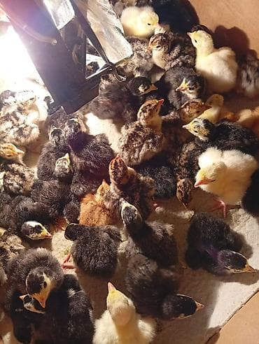 qus adlari: Astroloq ve yerli cüceler cıxış 12 iyul unvan Novxanı — 1