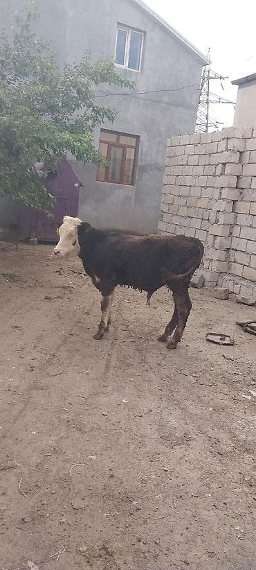 Рогатый скот: Mal-qara: 2 baş dana - Növü: Yerli cinsli (Simmental tipli rəng — 2