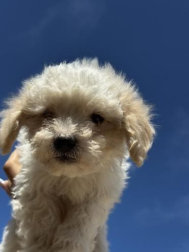 pudel it cinsi: Pudel, Peyvəndli — 3