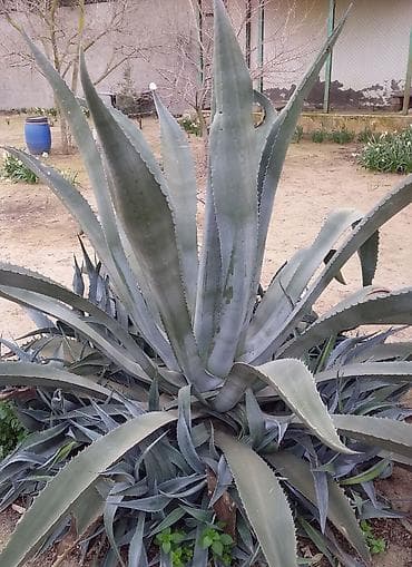 Çöl bitkiləri: Şuvalanda bağımızdadı. Ətraflı məlumat üçün zəng edin — 3